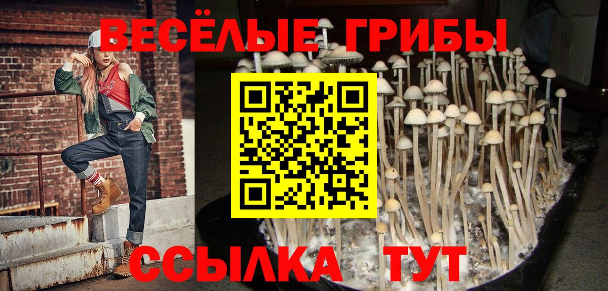 Галлюциногенные грибы Psilocybine cubensis  Железногорск 