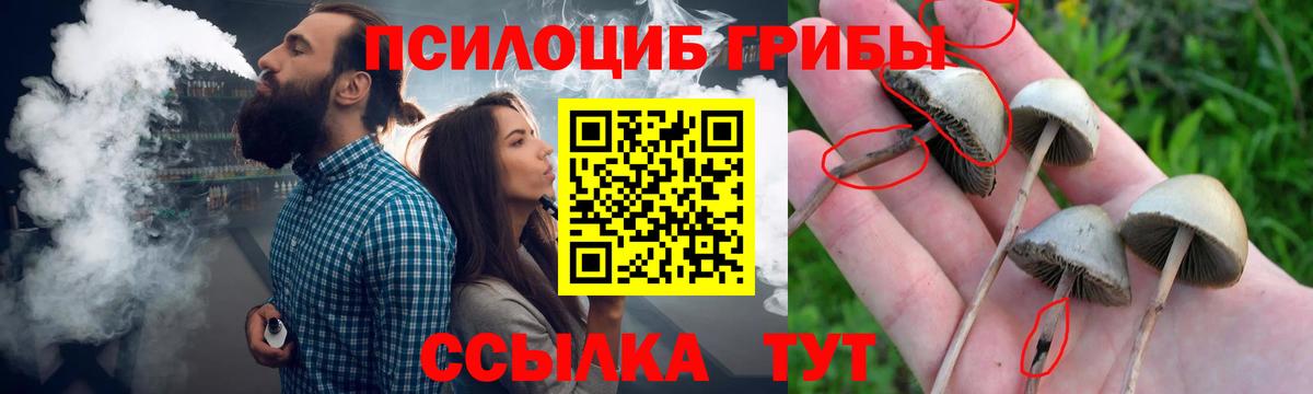 Псилоцибиновые грибы Cubensis Железногорск